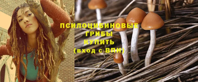 Псилоцибиновые грибы Cubensis  Дзержинский 